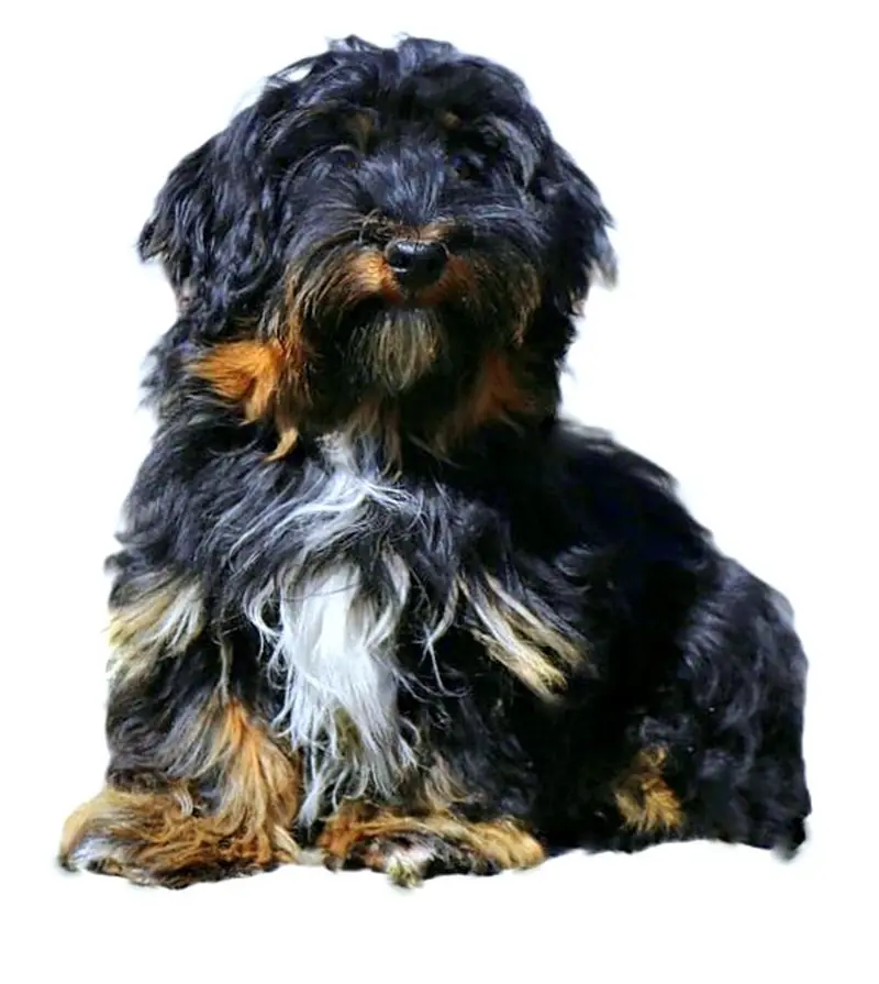 Deckrüde ... GRAF ... Havaneser – Havaneser Pup