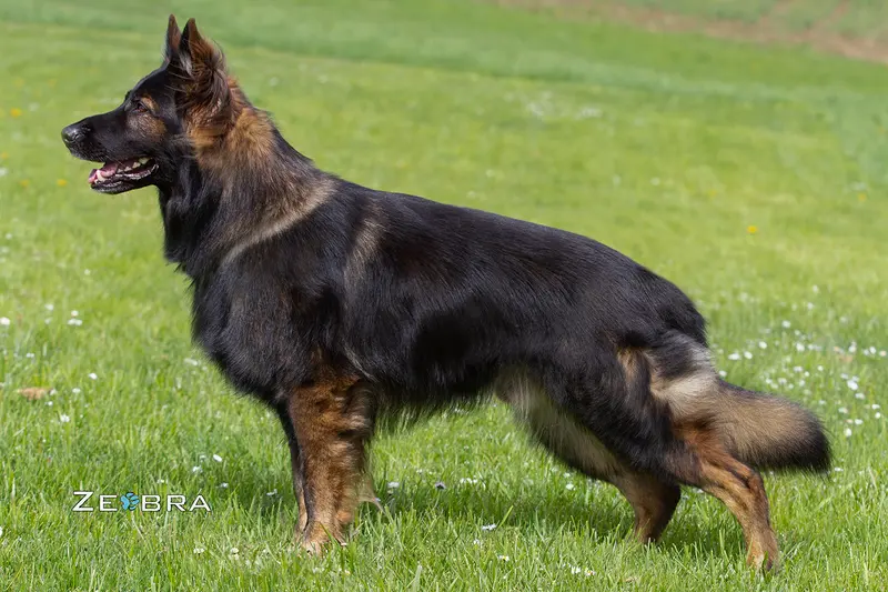 Aslan vom Geistbichl