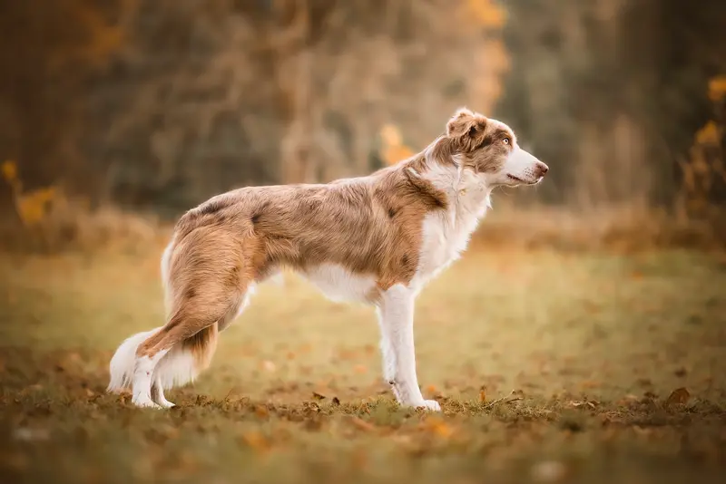 Duke vom Planitzwald