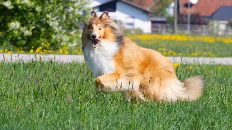 Belina von der Brettachwiese