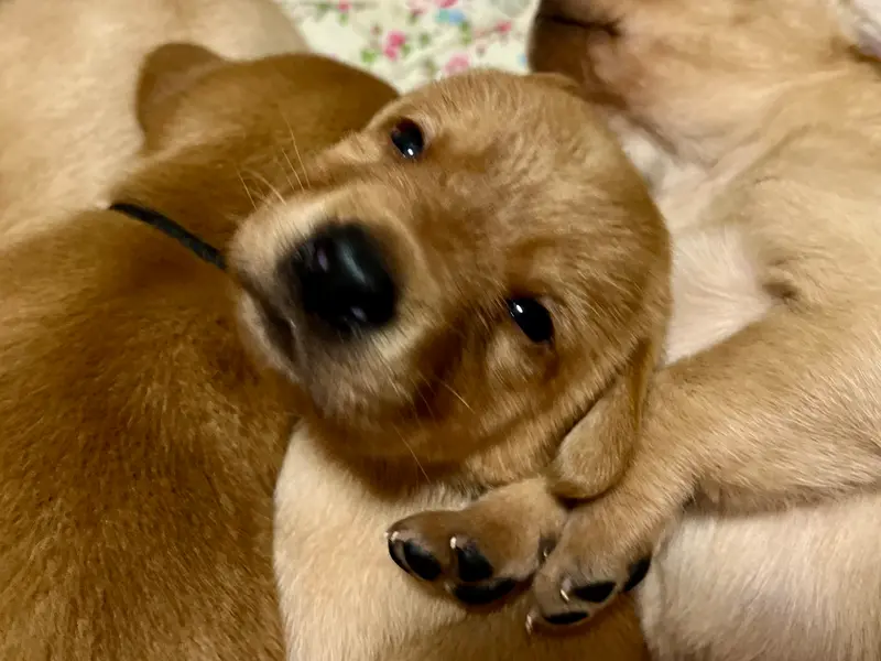 Batın fotoğrafı: Puppy