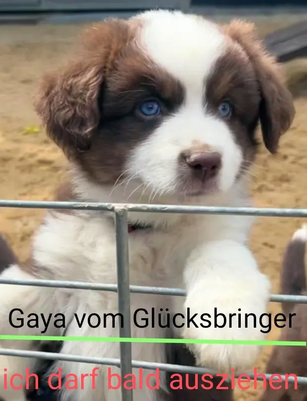 Gaya