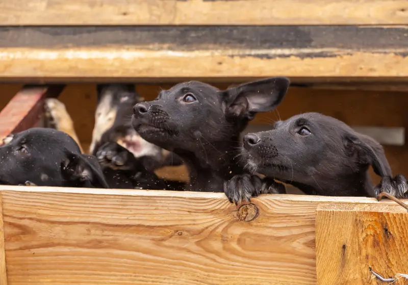Les chiots comme marchandises