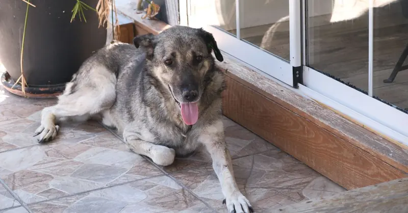 ¿Cada cuánto desparasitar un perro? Pautas y opciones