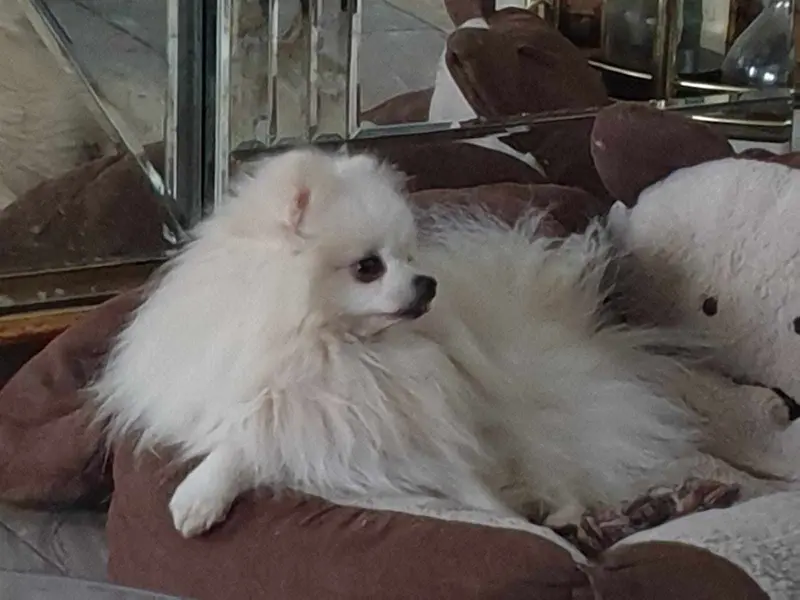 Shining Pom Cheising The Sun