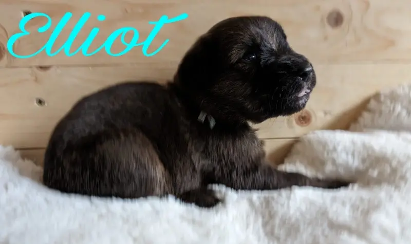 Elliot vom Wäller aus der Obergrafschaft