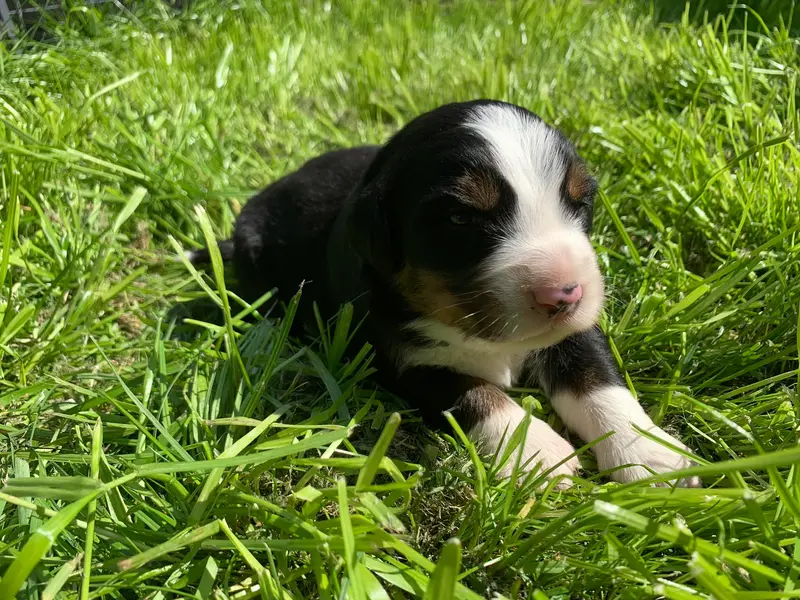 Gaius