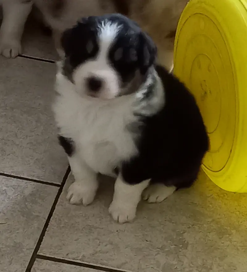 Igor