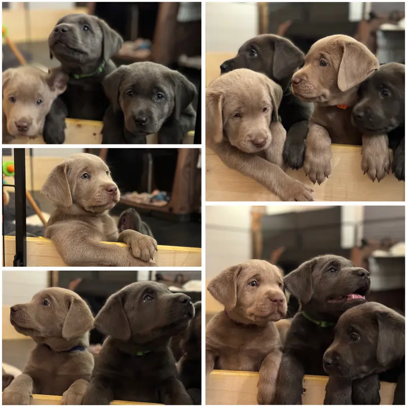 Labrador of Dark Silver Origin main gallery image