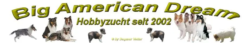 Collies from Big American Dream main gallery image
