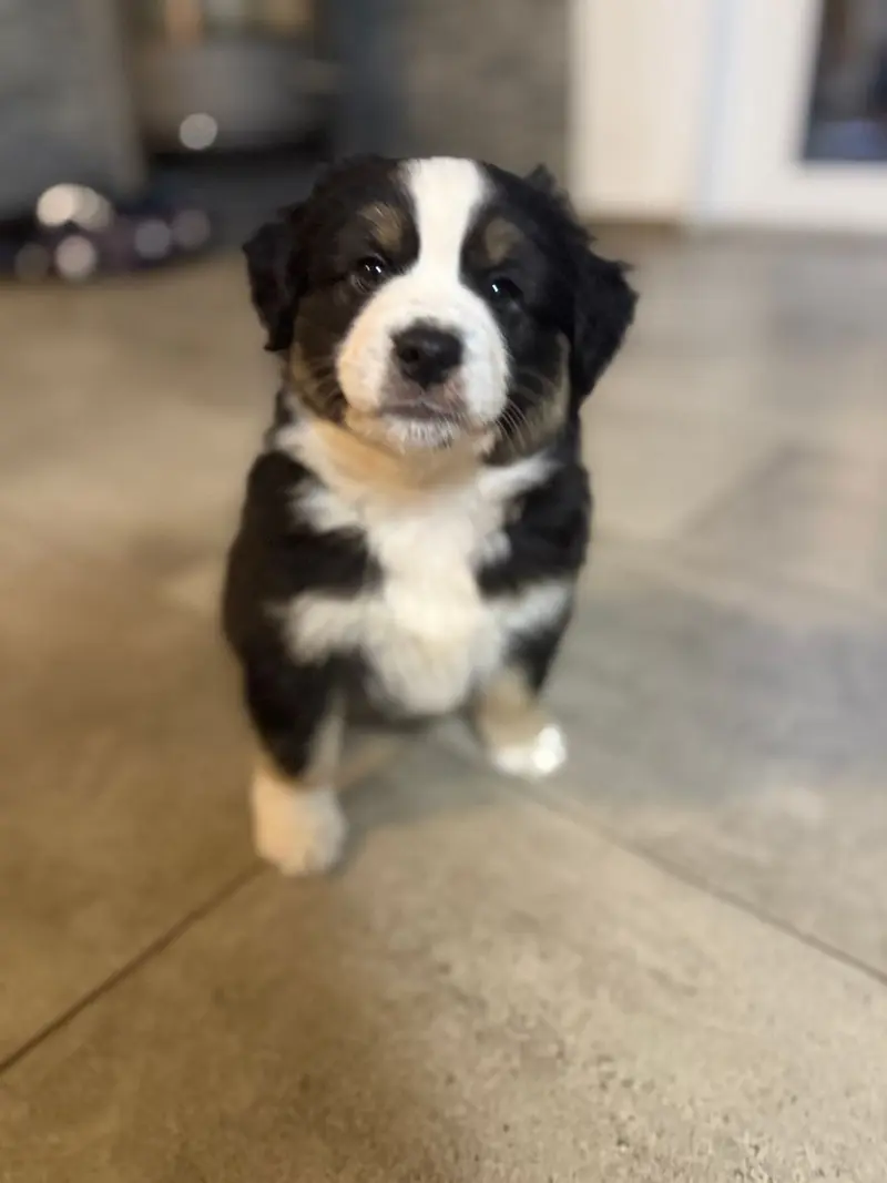 Wunderschöne Mini Australien Shepherd Welpen suchen noch ihr Zuhause – štěně Australian Shepherd
