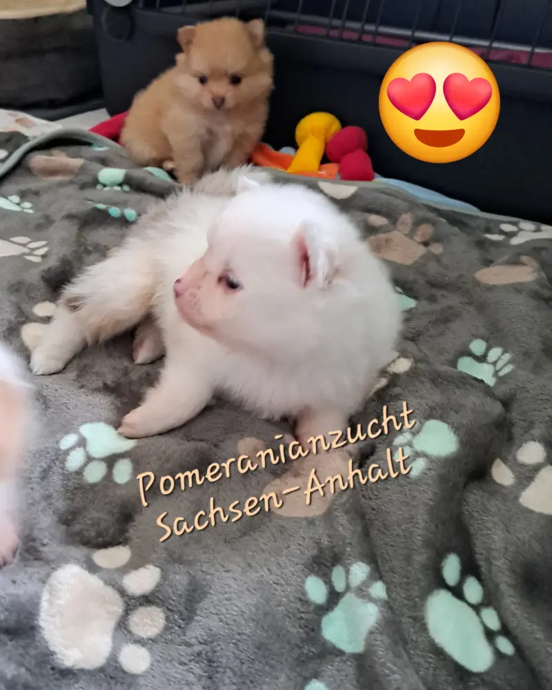 Zdjęcie miotu: Puppy