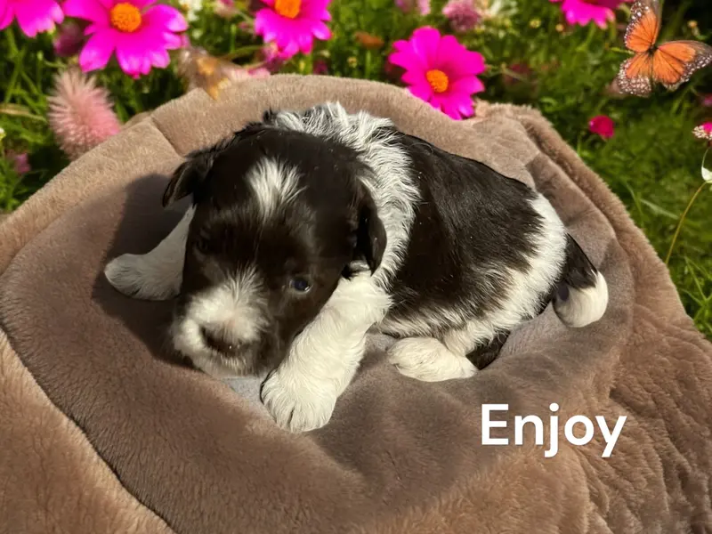 Enjoy
