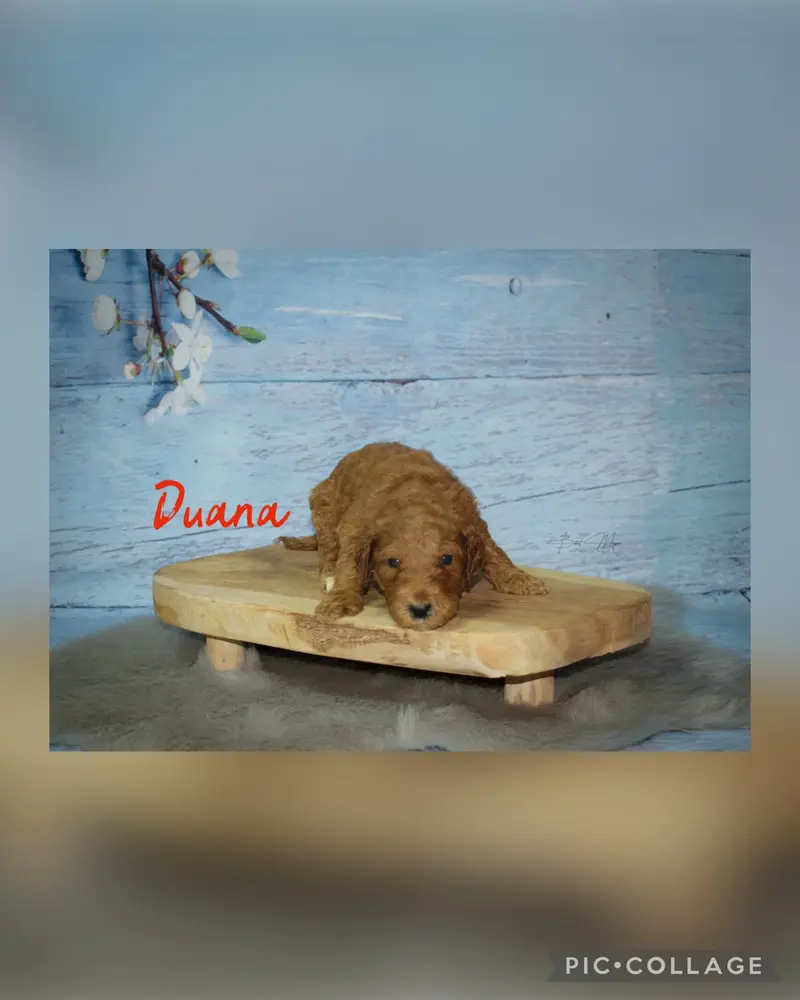 Duana