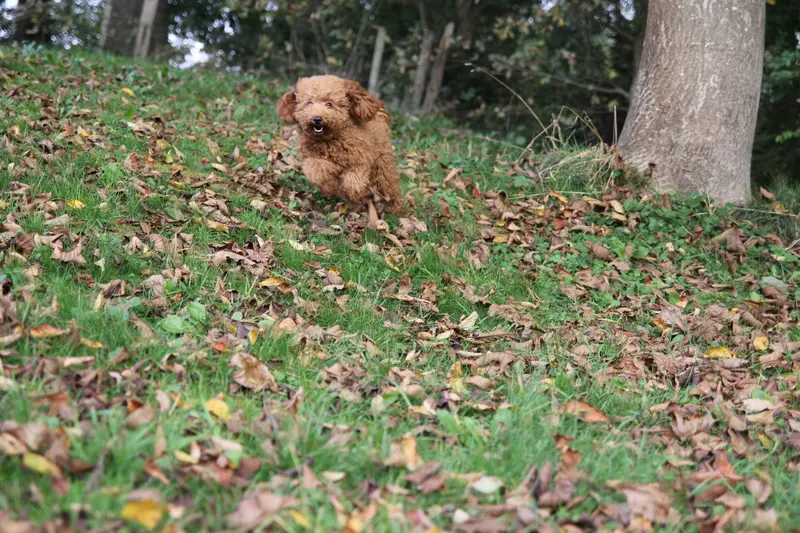 Yuki