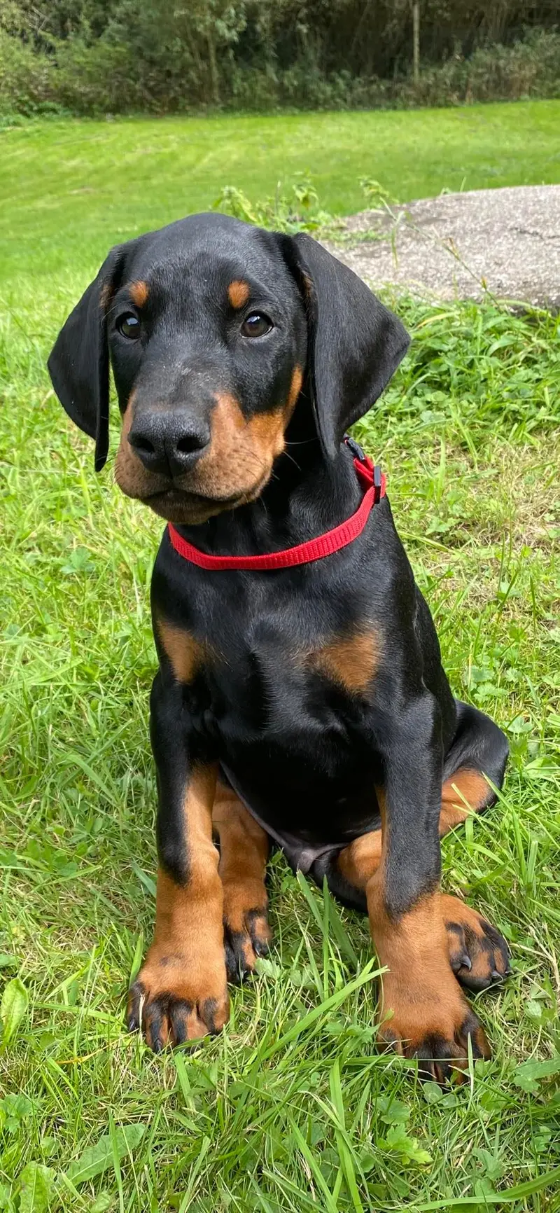 Jomo