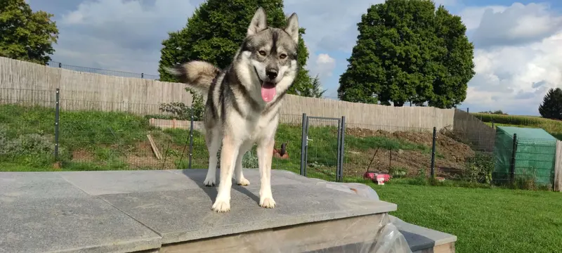 Ayko