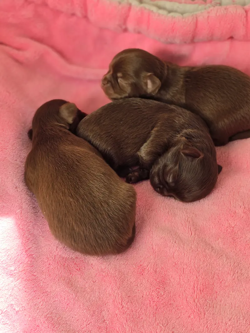 Fotka vrhu: Puppy