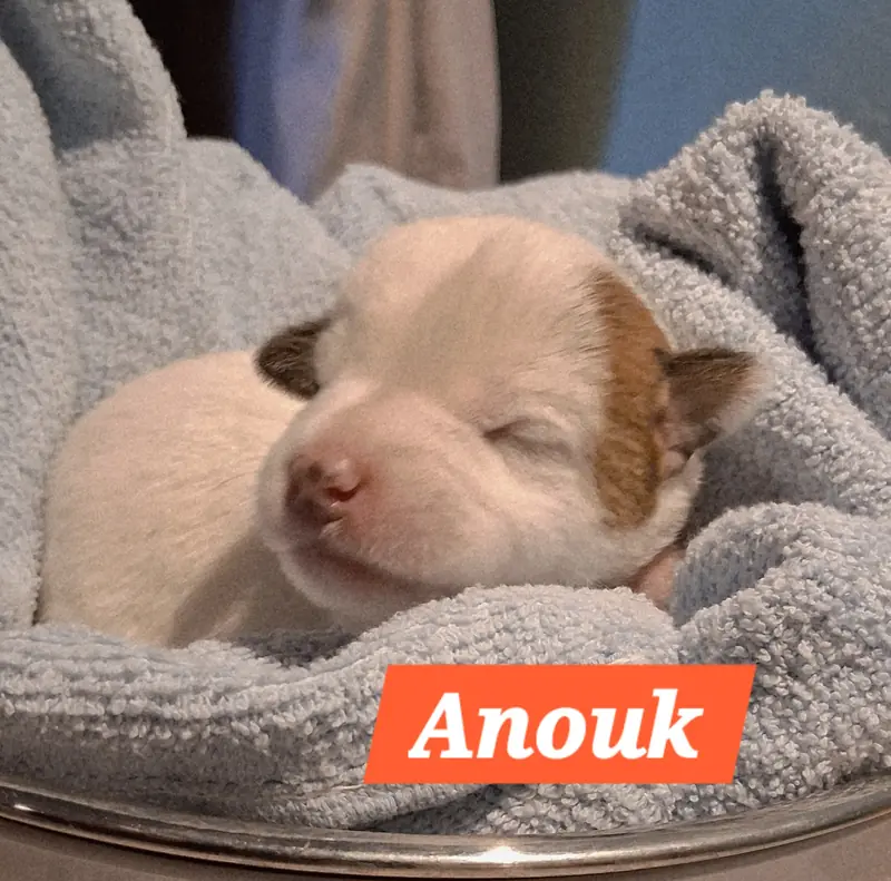 Anouk – Parson Russell Terrier Puppy
