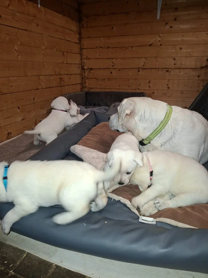 Mädchen rotes Halsband – Labrador Retriever Welpe