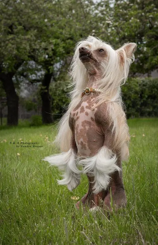 Baoloi the Bushwalker 