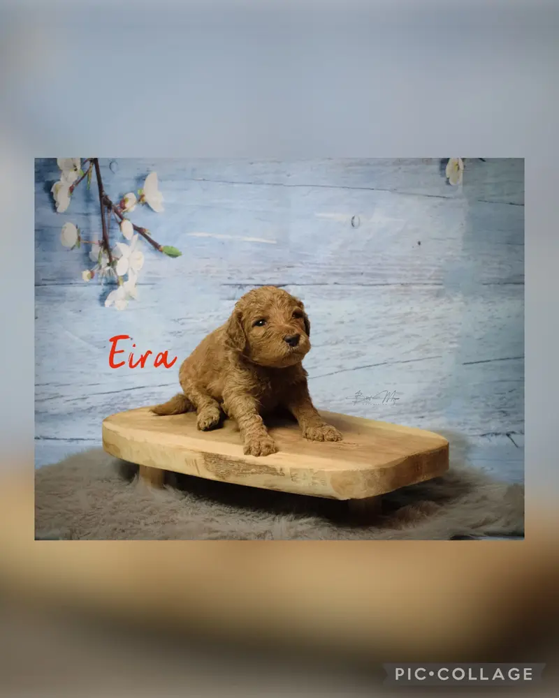 Eira