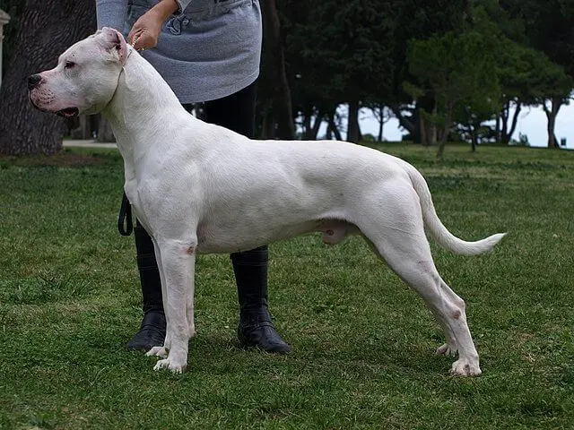 Dogo Argentino preço: Custos, criadores e dicas