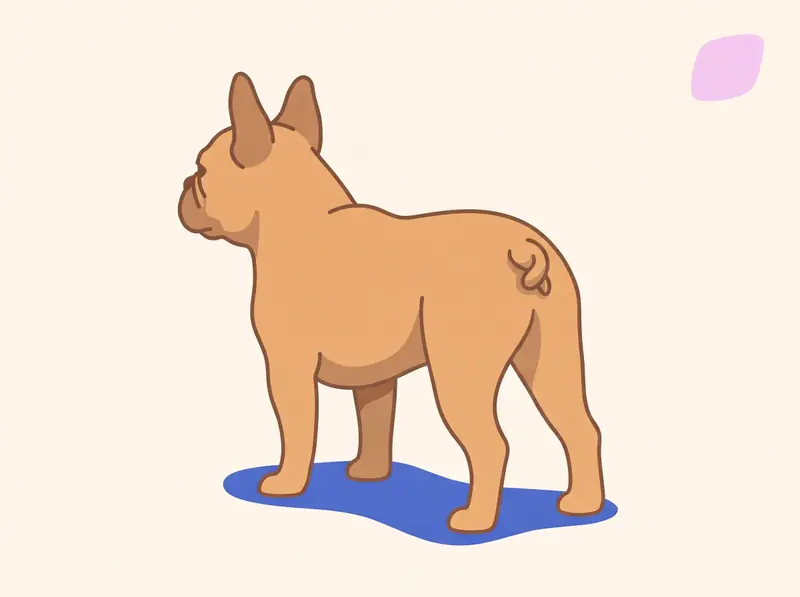 Derselbe Hund in gleicher Pose, aber statt der Rute nur ein sehr kurzer, eng korkenzieherartig verdrehter Stummel, der flach in einer kleinen Hauttasche am Hinterteil liegt