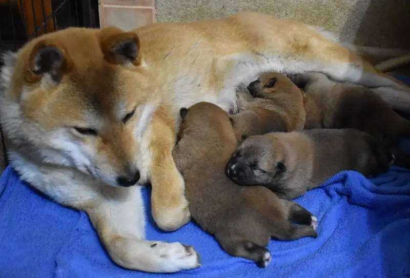 同窝幼犬照片: Unbenannt