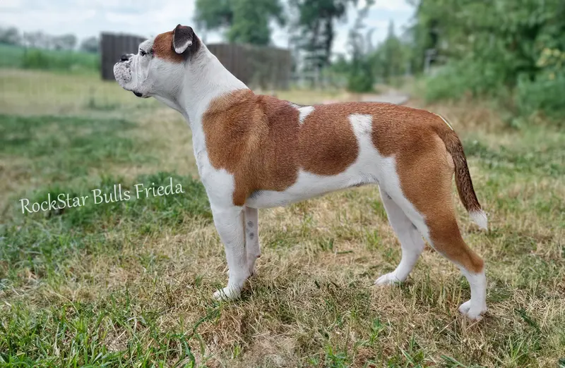RockStar Bulls Frieda