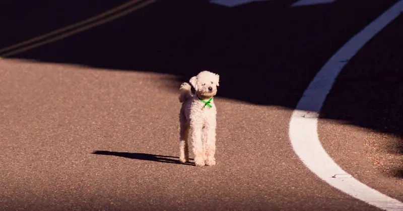 Dog License Germany: Rules in Bavaria for 2026