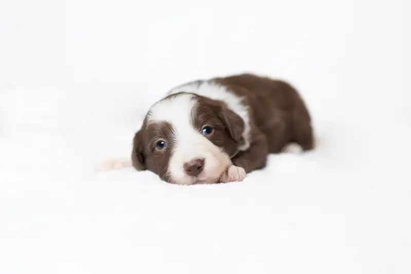 Dreaming Eclipse of Krayenburg – Border Collie hvalp
