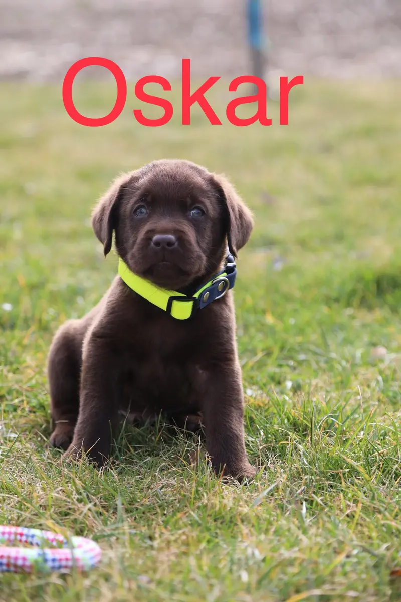 Oskar
