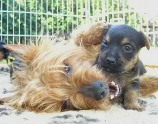 Lesnoy's Australian Terrier main gallery image
