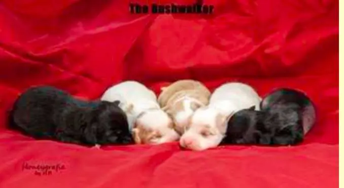 Foto da ninhada: Puppy