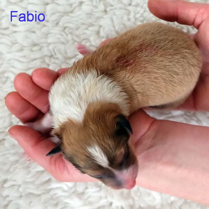 Fabio