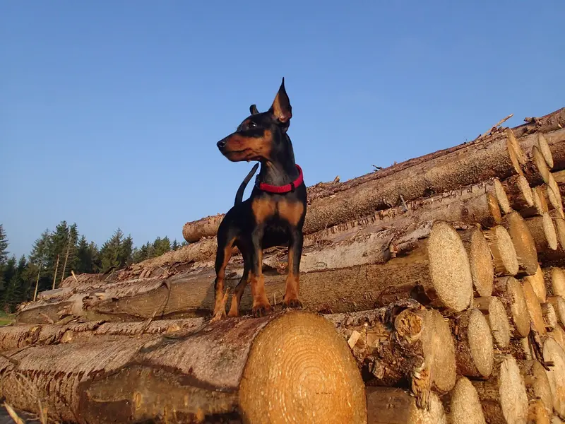 mostly harmless Zwergpinscher main gallery image