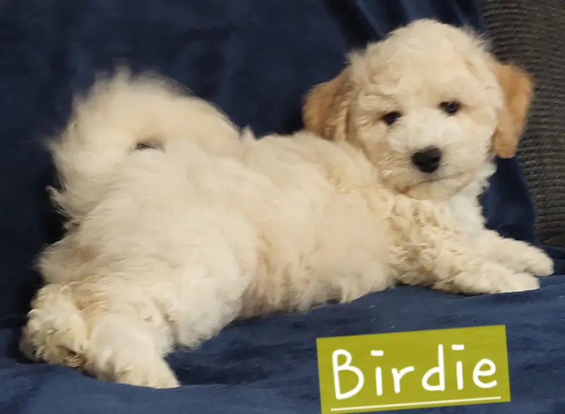 Birdie