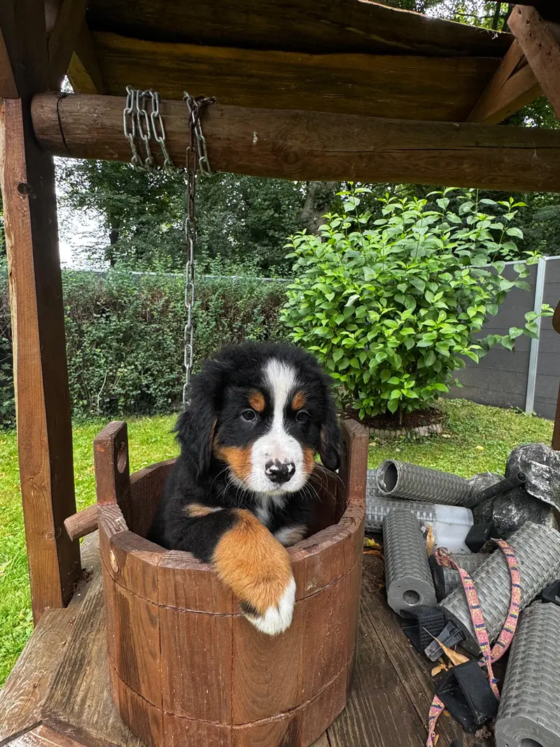 Klara
