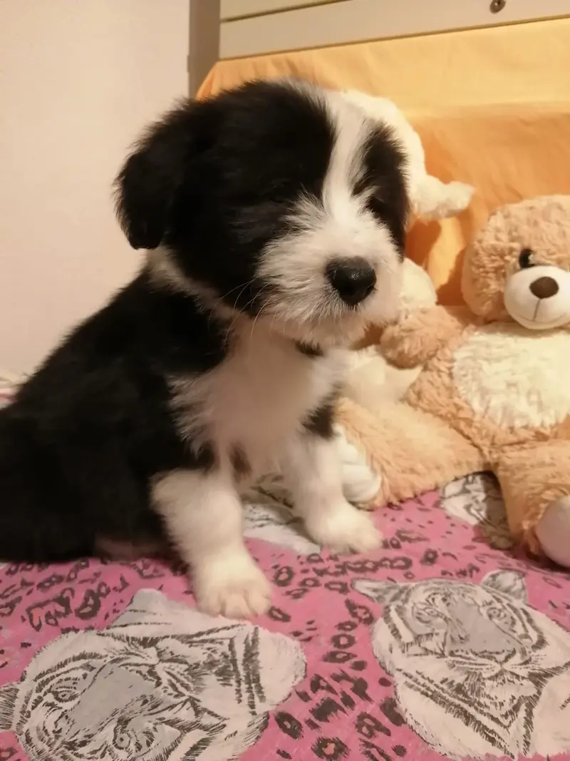 Knut