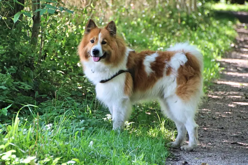 Dayo von vom Brunsberg