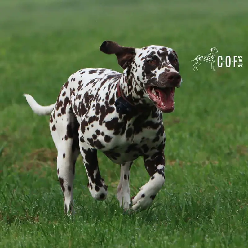 COF Spots Concettina