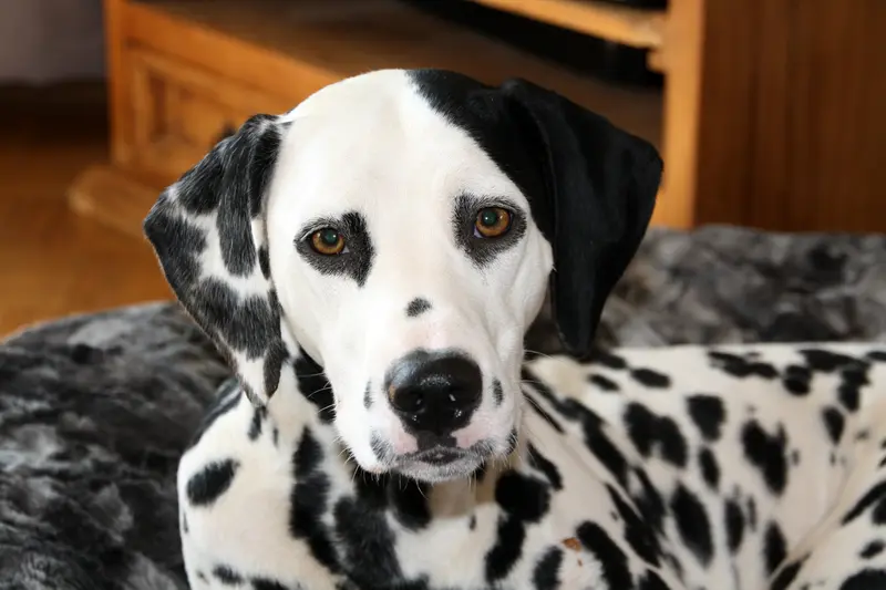 Charlie