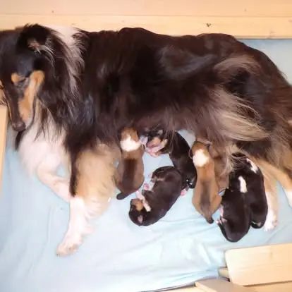 Collies von der Sandsteinvilla main gallery image