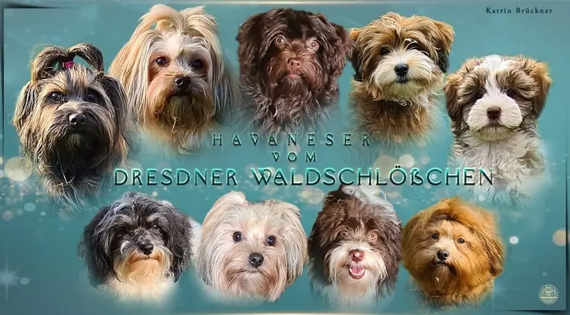 Hundezucht vom Dresdner Waldschlößchen main gallery image