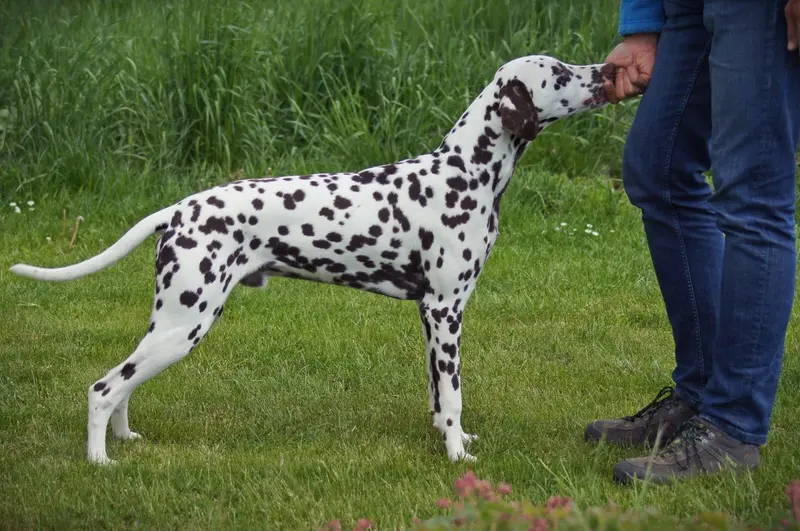 Idefix vom Roten Herzfleck