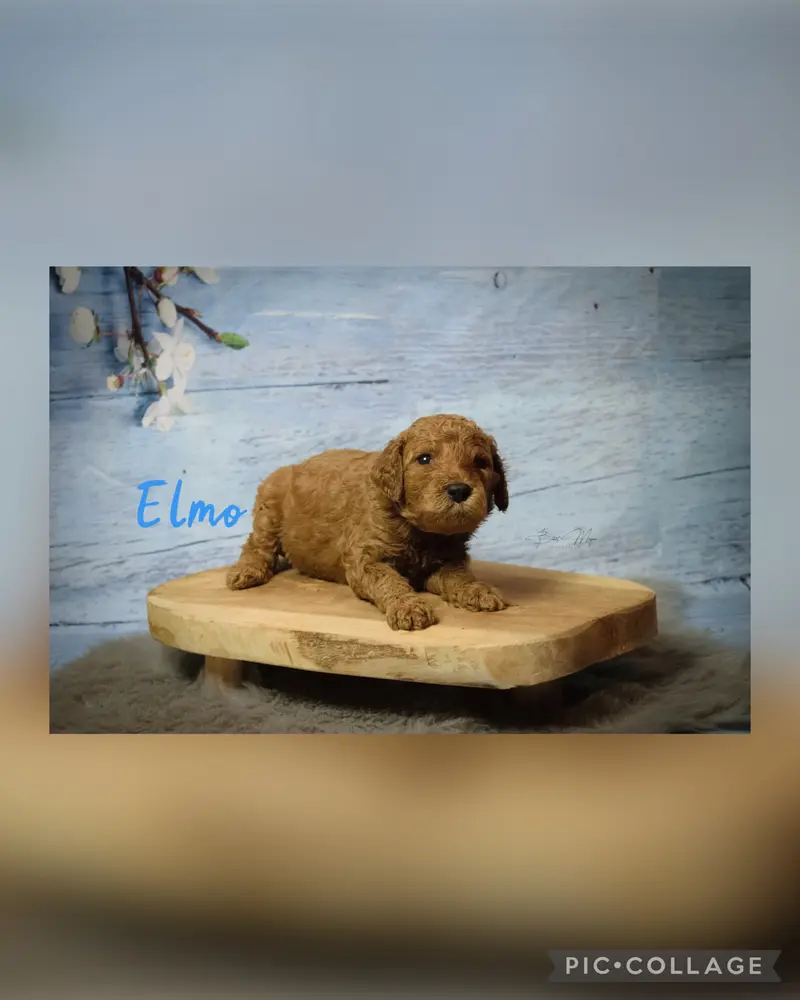 Elmo