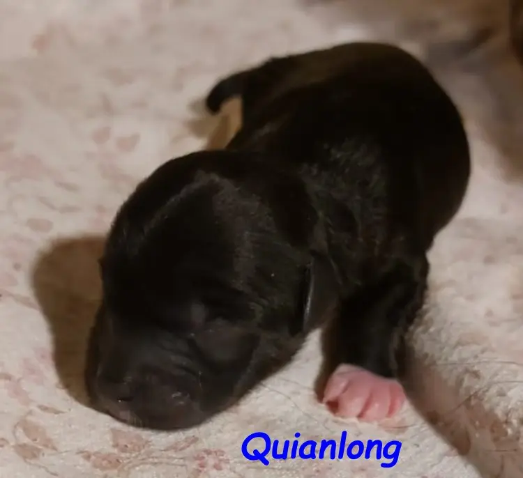 Kirsei-Kra Quianlong