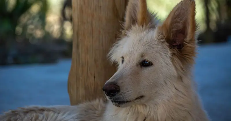 Humanizing Dogs: Achim Gruber's Book Reviewed