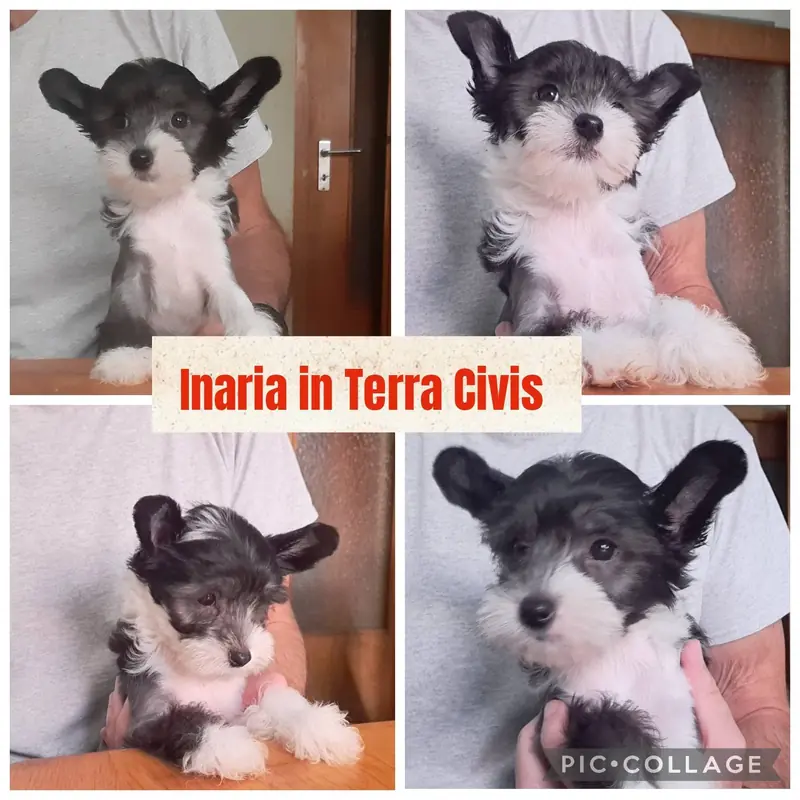 Inaria – Chinese Crested Dog Welpe